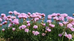 Nejpodceňovanější rostlina do zahrady: snáší vítr i sucho