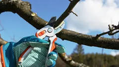 Stromy budou rodit jako o život: tajemství jarního prořezávání