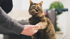 Tajemství, které kočky nechtějí prozradit: jak je přimět, aby podaly tlapku