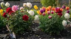 Nikdy to nesázejte vedle růží – zničíte keře, aniž byste o tom věděli