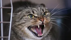 Není zlá, jen vystrašená: proč vaše kočka syčí a škrábe